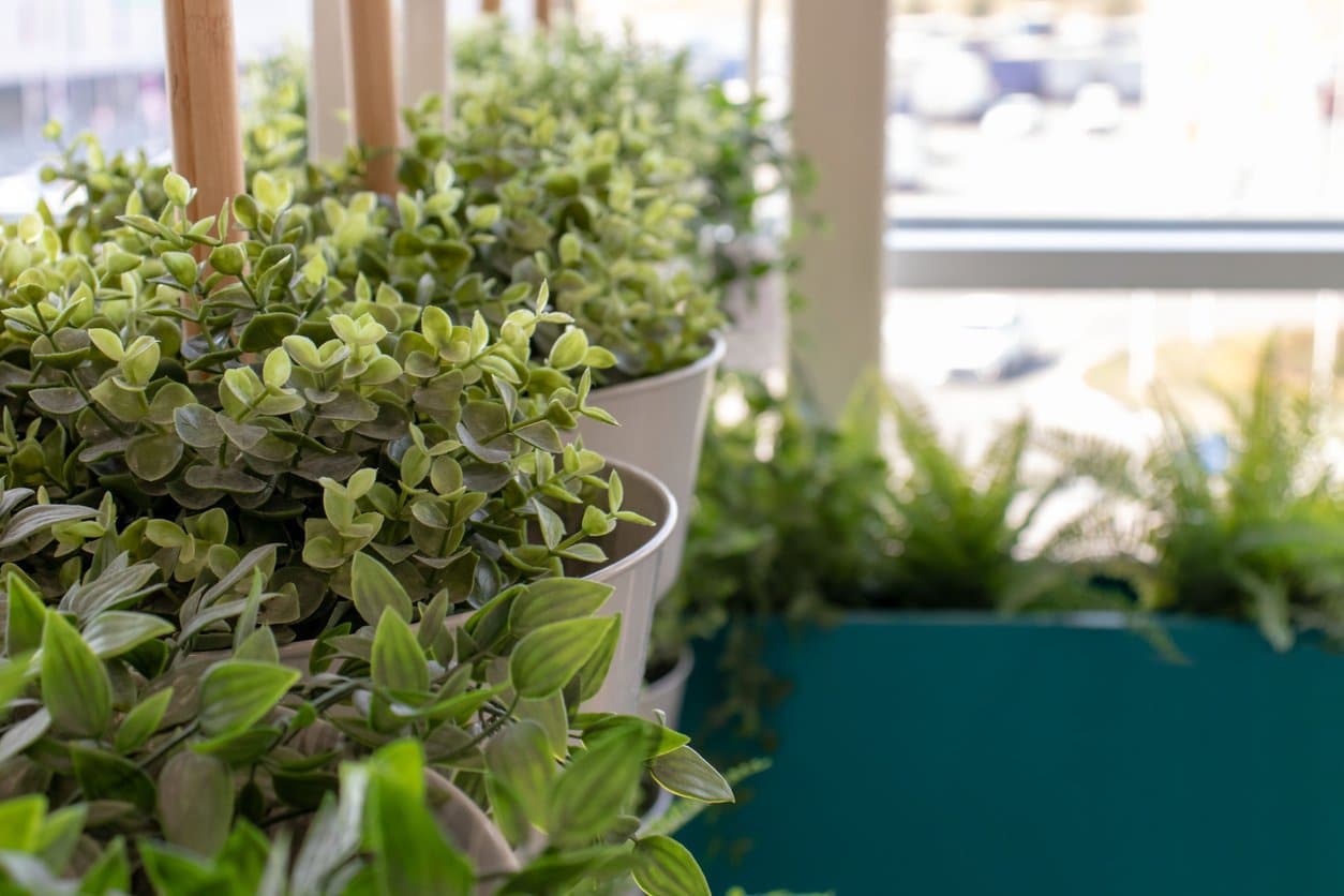 row-of-potted-plants-in-office-near-sunny-windows